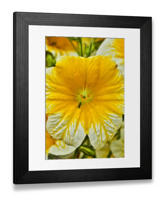 Framed Print : USA, Pennsylvania, Kennett Square. Painted tongue blossom Framed Print : USA, Pennsylvania, Kennett Square. Painted tongue blossom