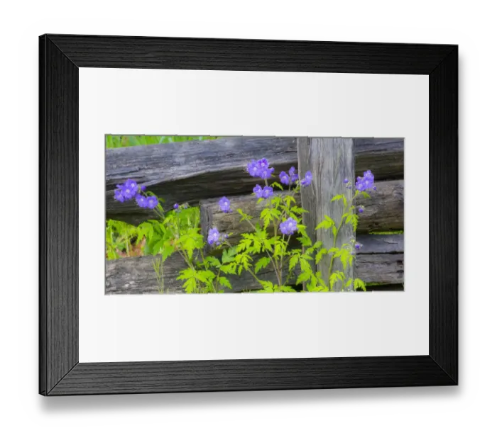 Framed Print : Purple Phacelia along wooden fence