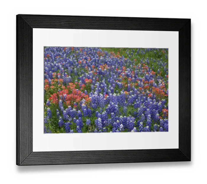 Framed Print : Texas Hill Country wildflowers, along the 16-mile Willow City Loop between Fredericksburg Framed Print : Texas Hill Country wildflowers, along the 16-mile Willow City Loop between Fredericksburg