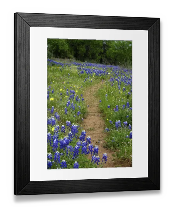 Framed Print : Texas Hill Country wildflowers, along the 16-mile Willow City Loop between Fredericksburg