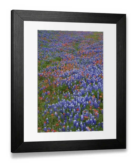 Framed Print : Texas Hill Country wildflowers, along the 16-mile Willow City Loop between Fredericksburg and Llano