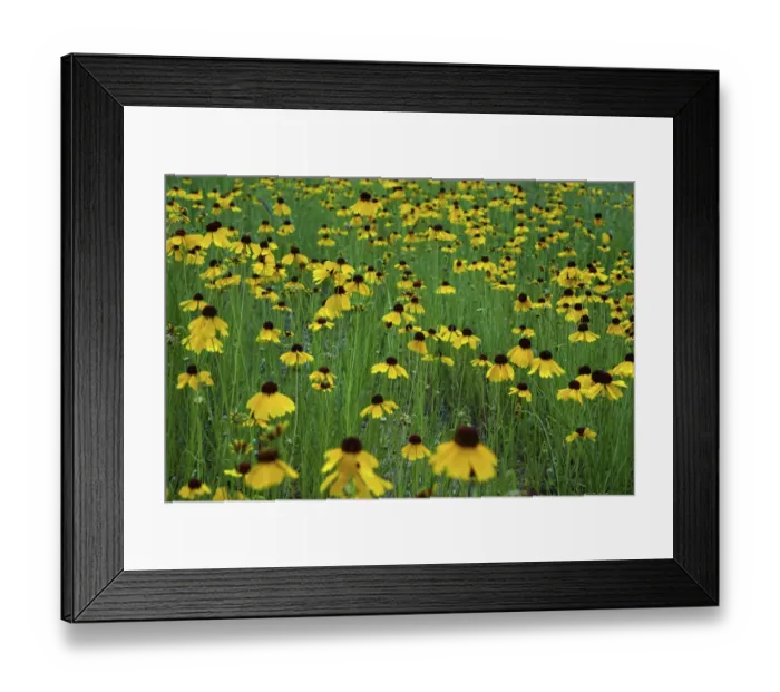 Framed Print : Texas Hill Country wildflowers, along the 16-mile Willow City Loop between Fredericksburg and Llano Framed Print : Texas Hill Country wildflowers, along the 16-mile Willow City Loop between Fredericksburg and Llano
