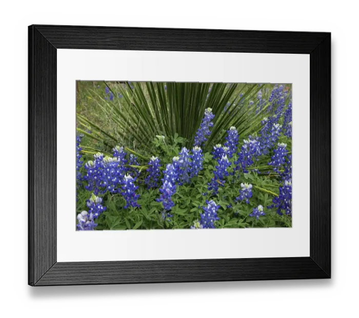 Framed Print : Texas Hill Country wildflowers, along the 16-mile Willow City Loop between Fredericksburg and Llano Framed Print : Texas Hill Country wildflowers, along the 16-mile Willow City Loop between Fredericksburg and Llano