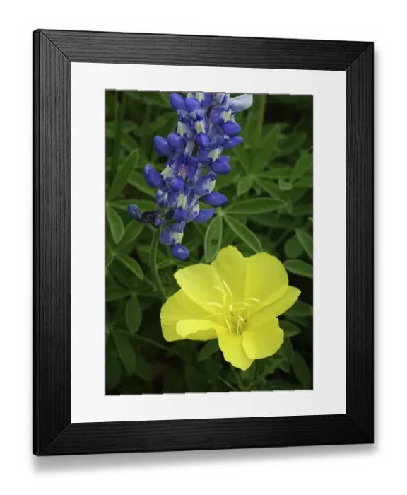 Framed Print : Texas Hill Country wildflowers, along the 16-mile Willow City Loop between Fredericksburg and Llano Framed Print : Texas Hill Country wildflowers, along the 16-mile Willow City Loop between Fredericksburg and Llano