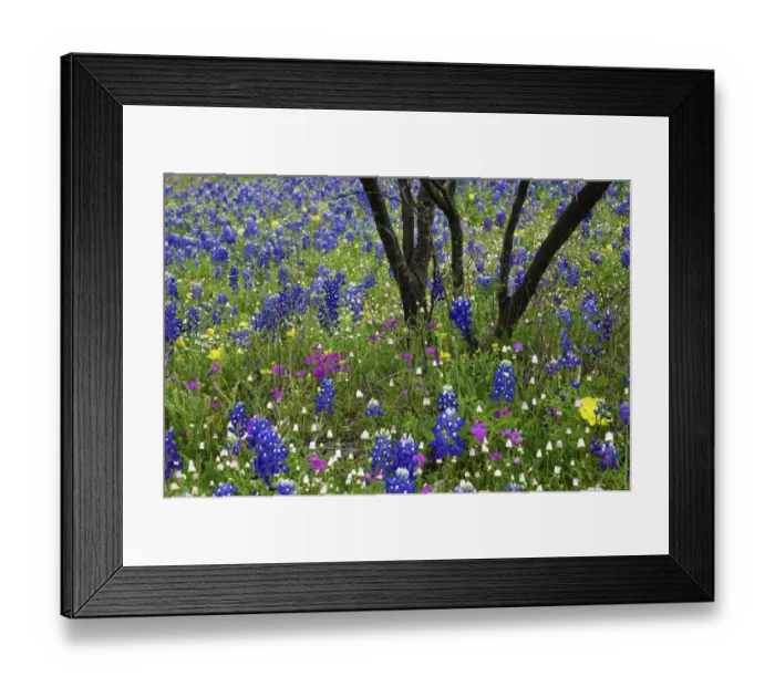 Framed Print : Texas Hill Country wildflowers, along the 16-mile Willow City Loop between Fredericksburg and Llano Framed Print : Texas Hill Country wildflowers, along the 16-mile Willow City Loop between Fredericksburg and Llano