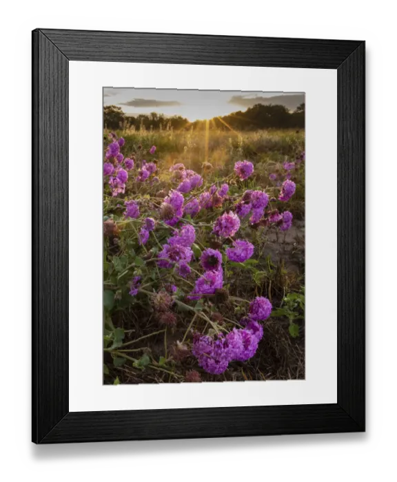 Framed Print : Amelias sand verbena (Abronia ameliae) at sunrise