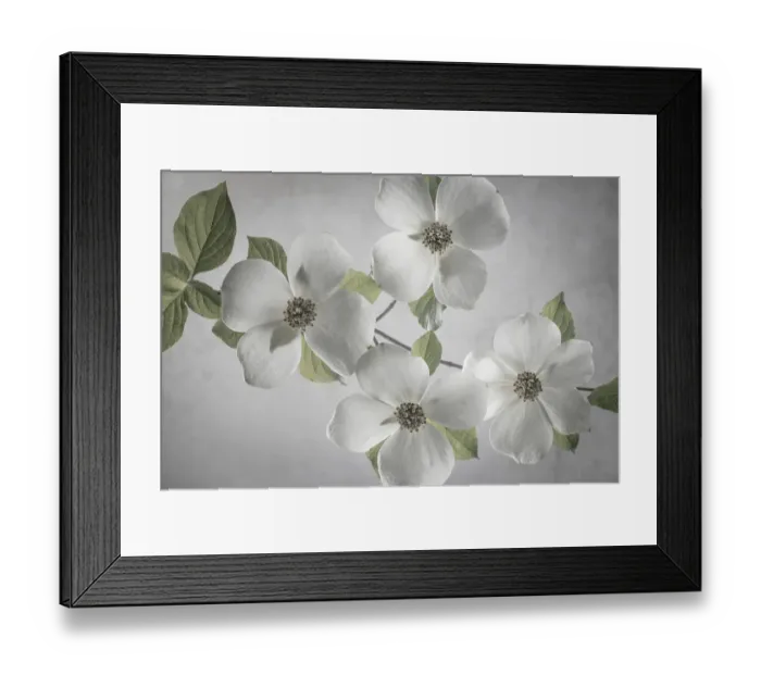 Framed Print : USA, Washington State, Gifford Pinchot National Forest. Pacific dogwood limbs and flowers