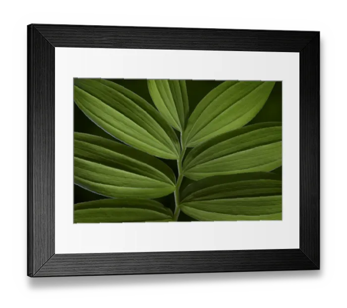 Framed Print : USA, Washington State, Seabeck. Starry Solomons seal leaves