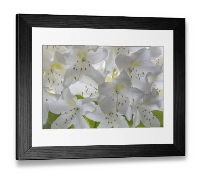 Framed Print : USA, Washington State, Seabeck. White rhododendron blossoms Framed Print : USA, Washington State, Seabeck. White rhododendron blossoms