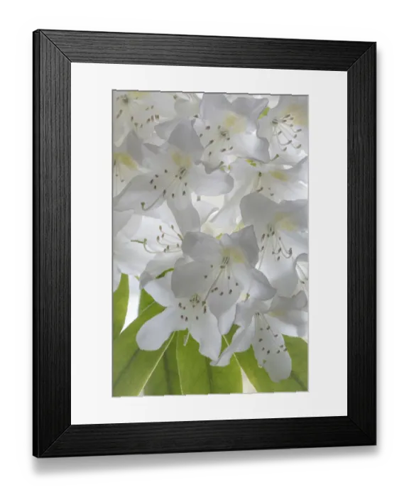 Framed Print : USA, Washington State, Seabeck. White rhododendron blossoms