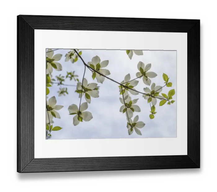 Framed Print : USA, Washington State, Gifford Pinchot National Forest. Pacific dogwood limbs and flowers Framed Print : USA, Washington State, Gifford Pinchot National Forest. Pacific dogwood limbs and flowers