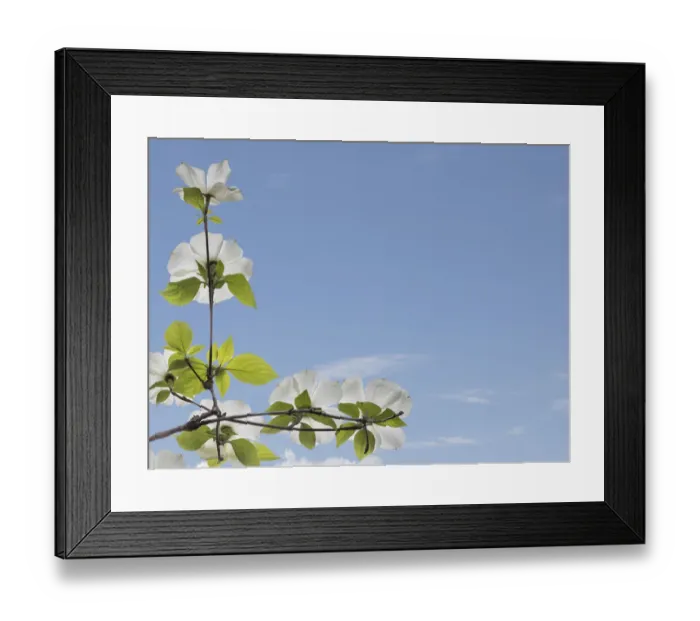 Framed Print : USA, Washington State, Gifford Pinchot National Forest. Pacific dogwood limbs and flowers
