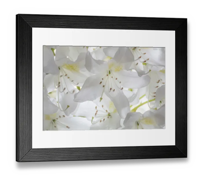 Framed Print : USA, Washington State, Seabeck. White rhododendron blossoms Framed Print : USA, Washington State, Seabeck. White rhododendron blossoms