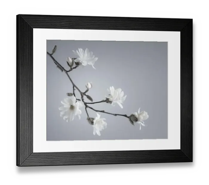 Framed Print : USA, Washington State, Seabeck. White magnolia flowers and branches Framed Print : USA, Washington State, Seabeck. White magnolia flowers and branches