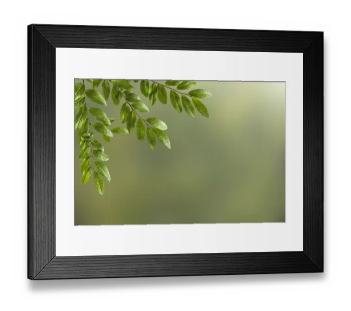Framed Print : USA, Washington State, Seabeck. Huckleberry branches and foliage Framed Print : USA, Washington State, Seabeck. Huckleberry branches and foliage