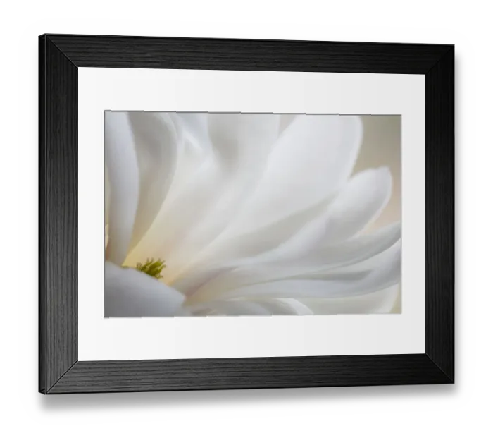 Framed Print : USA, Washington State, Seabeck. White magnolia flower detail