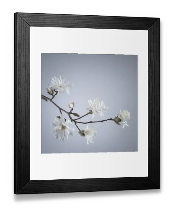 Framed Print : USA, Washington State, Seabeck. White magnolia flowers and branches
