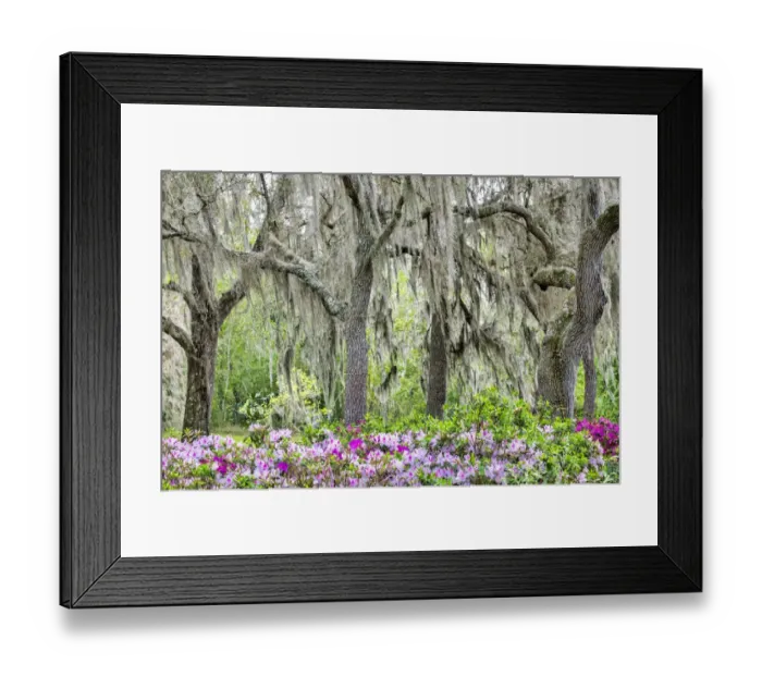 Framed Print : Pink azalea bush and live oak trees with Spanish Moss, Florida, USA Framed Print : Pink azalea bush and live oak trees with Spanish Moss, Florida, USA