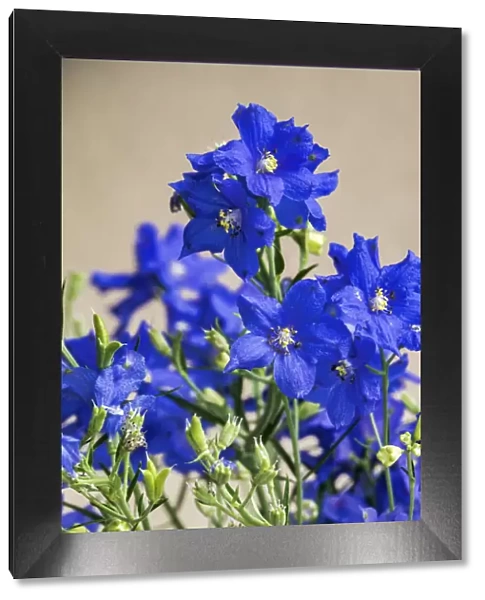 Blue Delphinium, USA