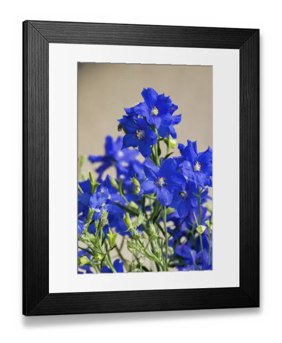 Framed Print : Blue Delphinium, USA Framed Print : Blue Delphinium, USA