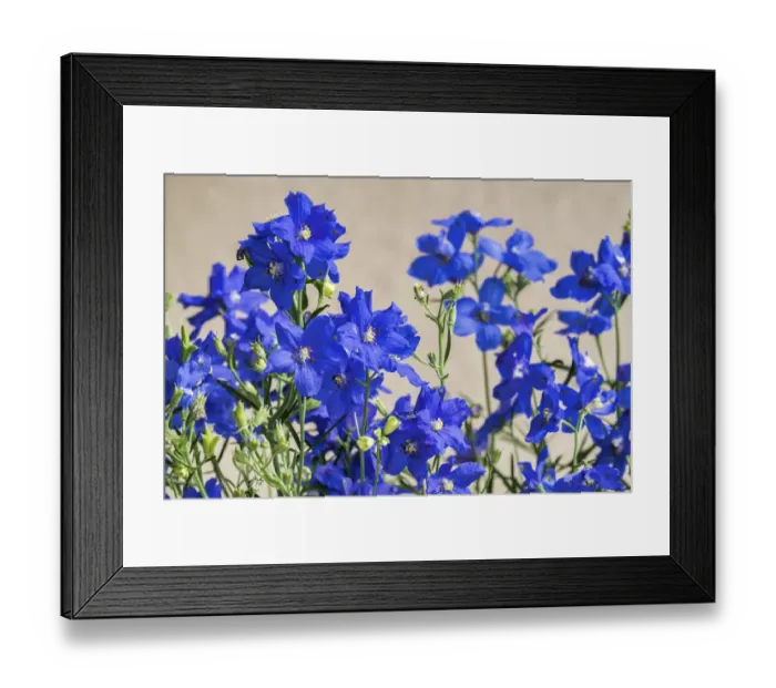 Framed Print : Blue Delphinium, USA Framed Print : Blue Delphinium, USA