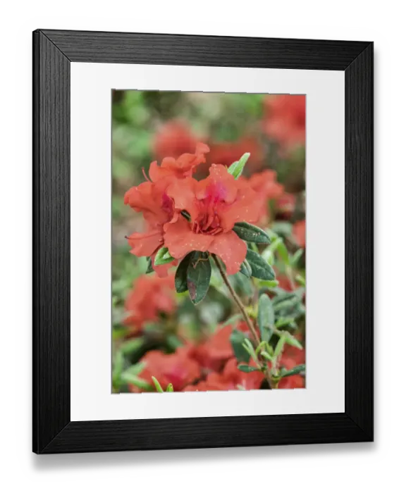 Framed Print : Close-up of orange azalea bush Framed Print : Close-up of orange azalea bush