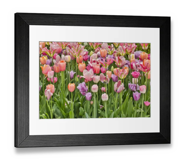 Framed Print : USA, Delaware, Hockessin. Tulips