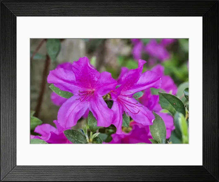 Framed Print : Close-up of pink azalea bush