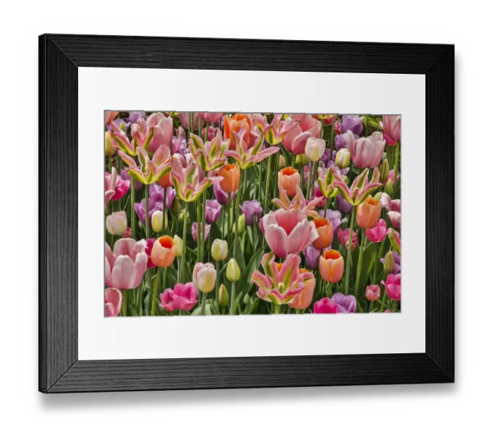 Framed Print : USA, Delaware, Hockessin. Tulips Framed Print : USA, Delaware, Hockessin. Tulips