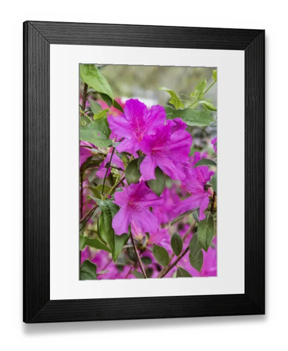 Framed Print : Close-up of pink azalea bush