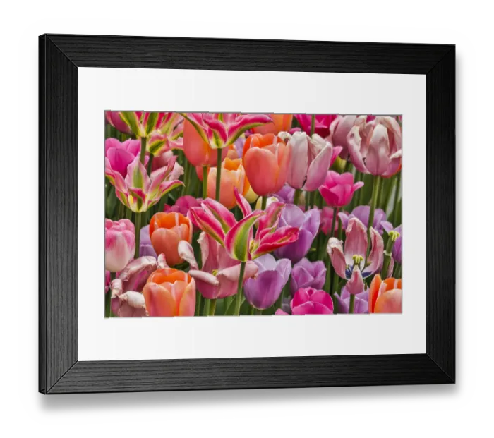 Framed Print : USA, Delaware, Hockessin. Tulips Framed Print : USA, Delaware, Hockessin. Tulips