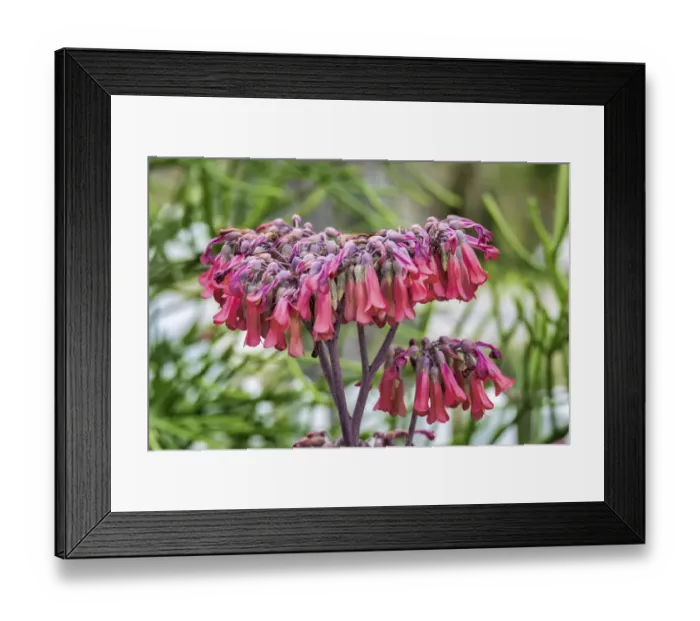 Framed Print : Kalanchoe blooming, Florida, USA