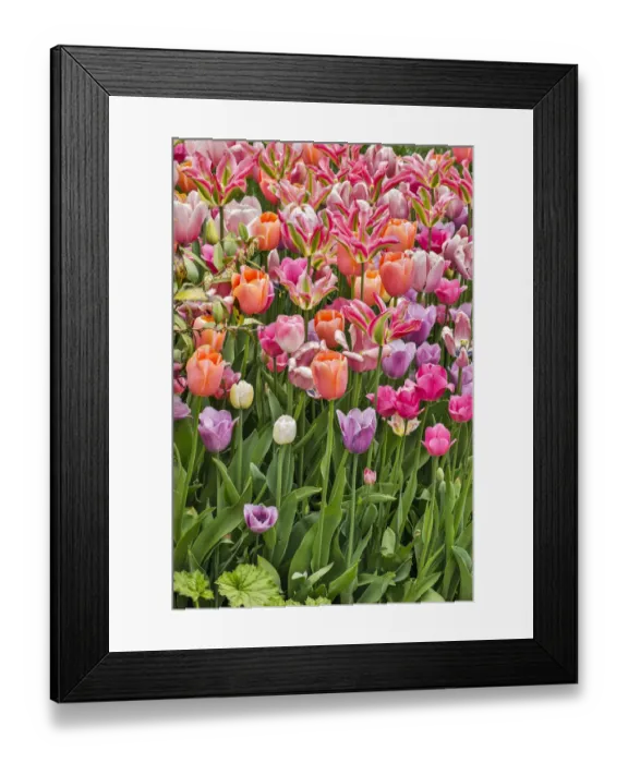 Framed Print : USA, Delaware, Hockessin. Tulips