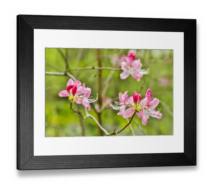 Framed Print : USA, Delaware, Hockessin. Azalea blossoms