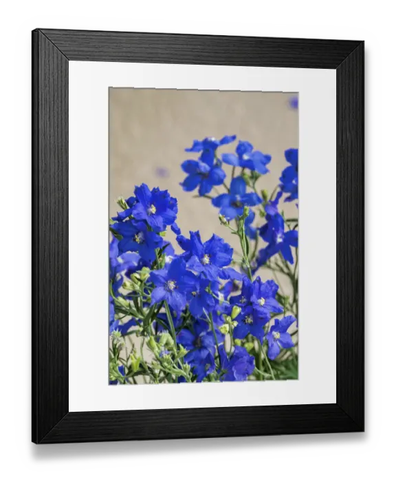 Framed Print : Blue Delphinium, USA