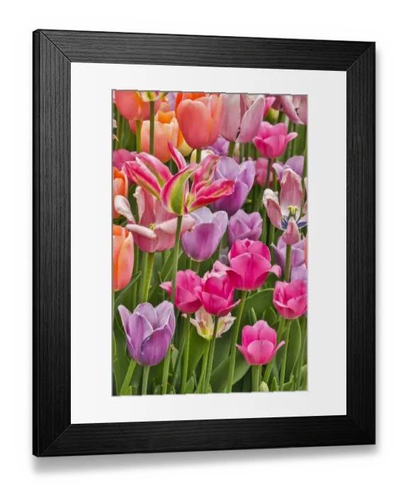 Framed Print : USA, Delaware, Hockessin. Tulips Framed Print : USA, Delaware, Hockessin. Tulips