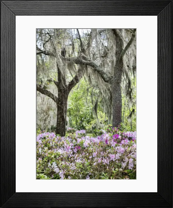 Framed Print : Pink azalea bush and Live Oak trees with Spanish Moss, Florida, USA Framed Print : Pink azalea bush and Live Oak trees with Spanish Moss, Florida, USA