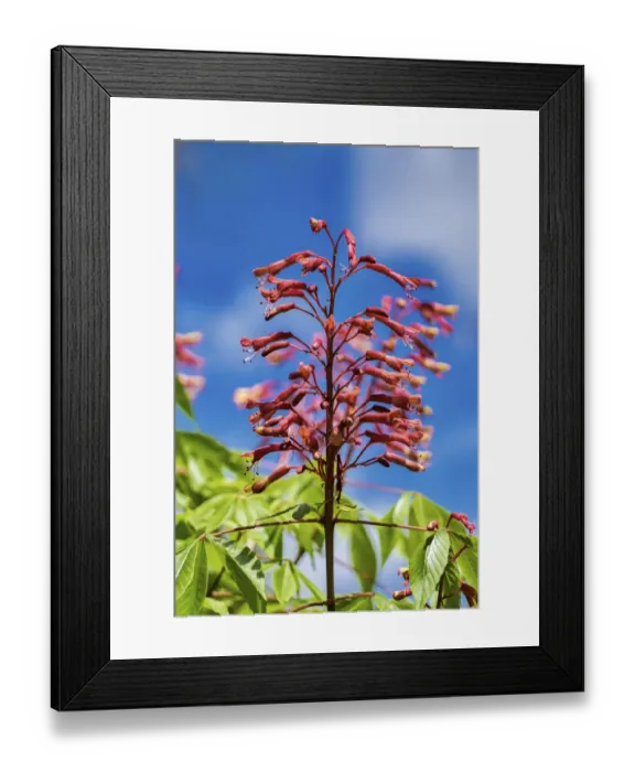 Framed Print : Tropical flower blooming, Florida, USA Framed Print : Tropical flower blooming, Florida, USA