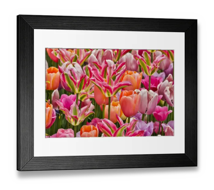 Framed Print : USA, Delaware, Hockessin. Tulips Framed Print : USA, Delaware, Hockessin. Tulips