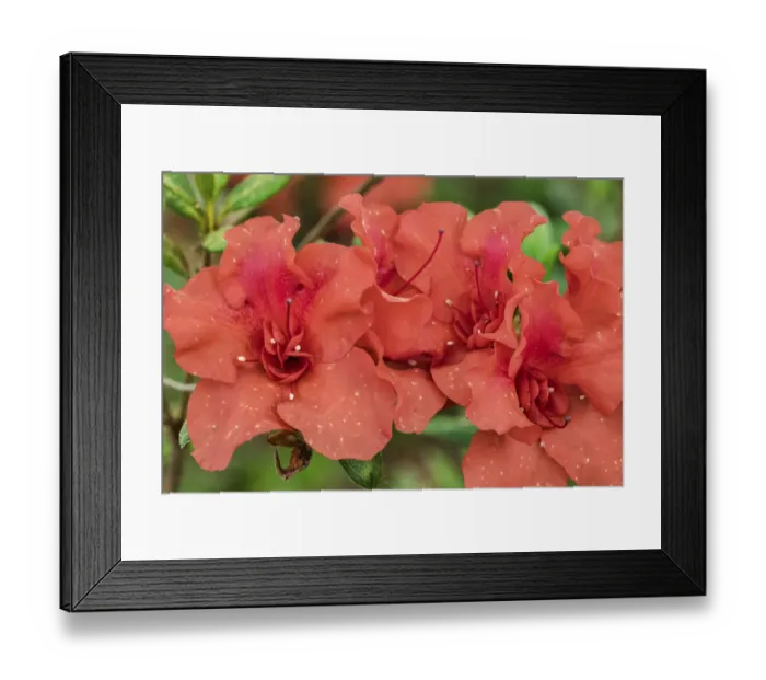 Framed Print : Close-up of orange azalea bush