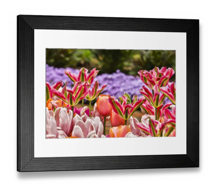 Framed Print : USA, Delaware, Hockessin. Tulips