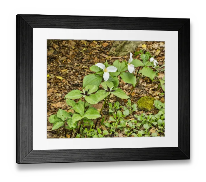 Framed Print : USA, Delaware, Hockessin. Beginning of a blooming season Framed Print : USA, Delaware, Hockessin. Beginning of a blooming season