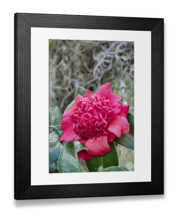 Framed Print : Pink Camellia flower, USA Framed Print : Pink Camellia flower, USA