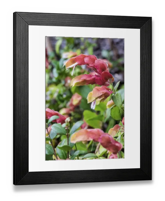 Framed Print : Shrimp plant, Florida, USA Framed Print : Shrimp plant, Florida, USA