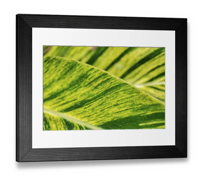 Framed Print : Close-up of Epipremnum aureum leaf, Florida, USA Framed Print : Close-up of Epipremnum aureum leaf, Florida, USA