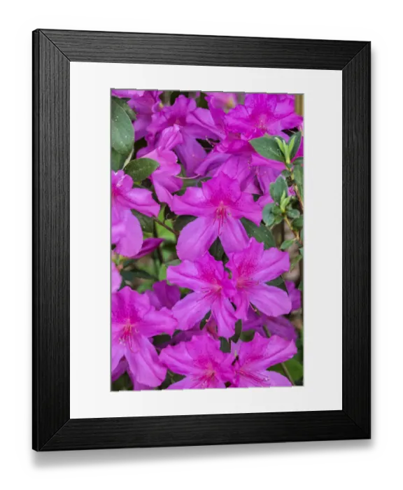 Framed Print : Close-up of pink azalea bush