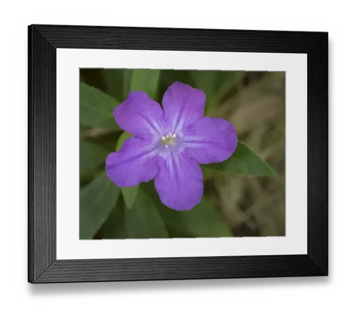 Framed Print : Ruellia, Ruellia carolinensis, Central Florida Framed Print : Ruellia, Ruellia carolinensis, Central Florida