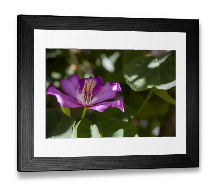 Framed Print : Florida, USA. Magenta orchid and lush green petals Framed Print : Florida, USA. Magenta orchid and lush green petals