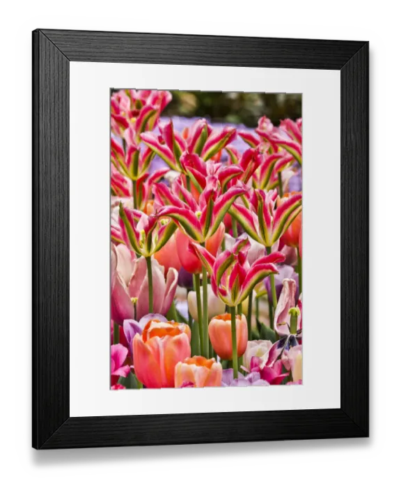 Framed Print : USA, Delaware, Hockessin. Tulips Framed Print : USA, Delaware, Hockessin. Tulips