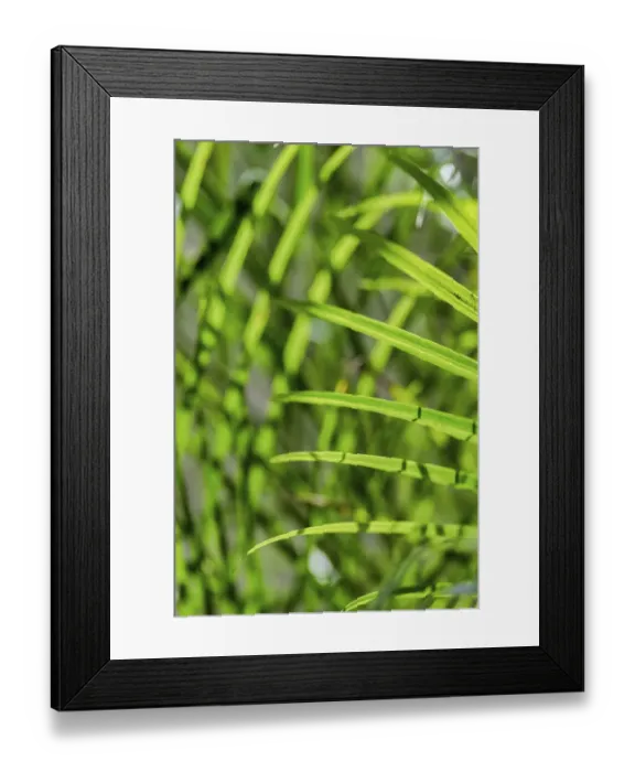 Framed Print : Light coming through palm fronds, Florida, USA Framed Print : Light coming through palm fronds, Florida, USA